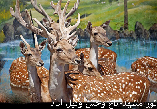 تور مشهد 1
