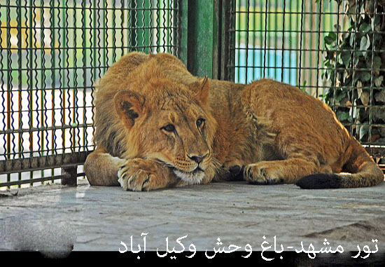 تور مشهد 2