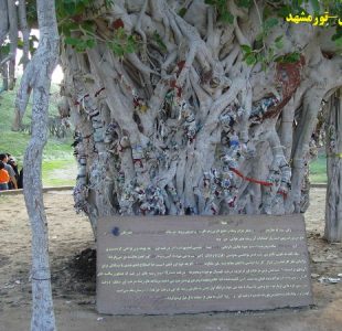 درخت انجیر معابد قشم