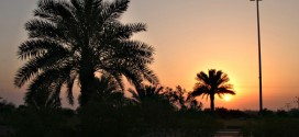 تور کیش و نخلستان باغ بهشت