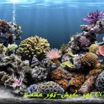 httpxn----4mcbuhcsd6mvade17j9n.com.akvarum1
