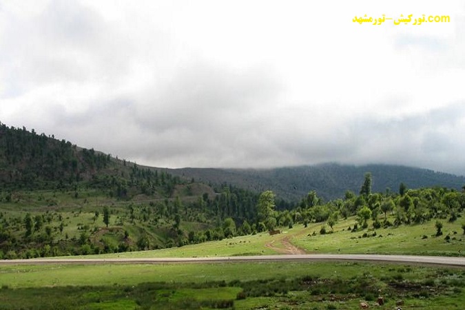 ایران, جنگل اولنگ ایران, جنگل اولنگ