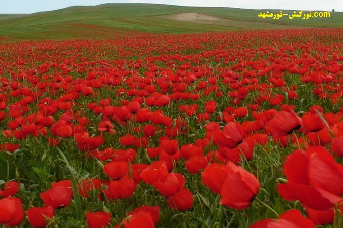 استان سمنان, شاهرود, دشت آفتابگردان و شقایق های کالپوش استان سمنان, شاهرود, دشت آفتابگردان و شقایق های کالپوش